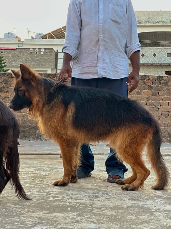 German shepherd adult male for urgent sale 2