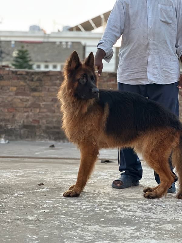 German shepherd adult male for urgent sale 3