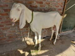 gulabi bakri,0317,,,,450""""64'. . 87