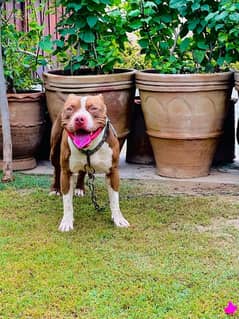 Pitbull male available only for stud