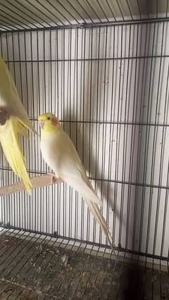 common white cocktail red eyes breeder pair for sale love birds