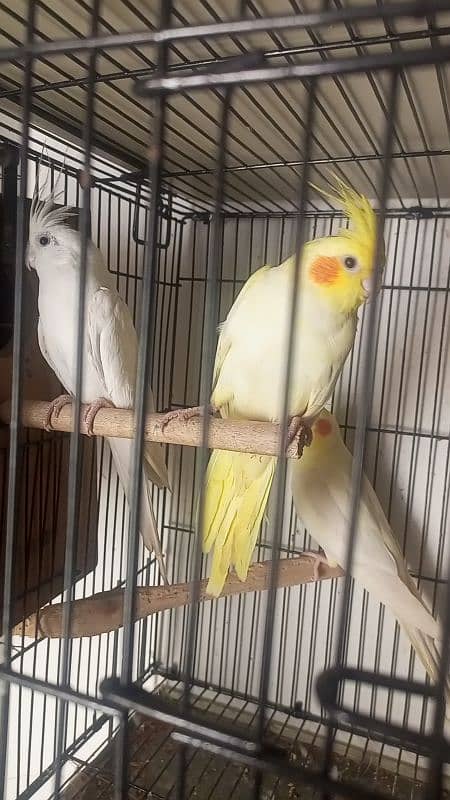 mashallah cocktail red eyes breeder pair for sale love birds available 1