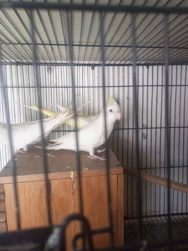 mashallah cocktail red eyes breeder pair for sale love birds available 2