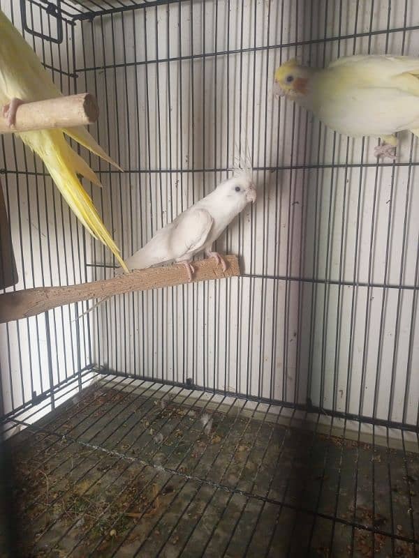 mashallah cocktail red eyes breeder pair for sale love birds available 3