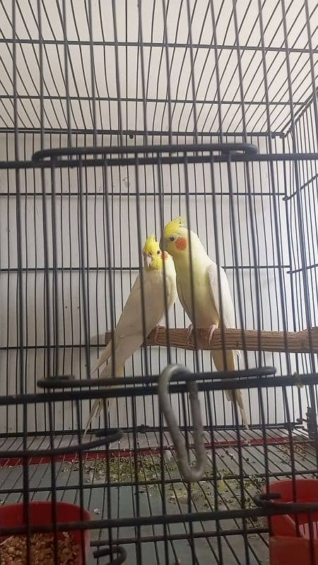 mashallah cocktail red eyes breeder pair for sale love birds available 4