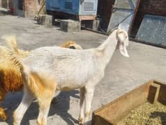 white Goat | donda | cross breed |بکرے | desi Bakra | goat for sale