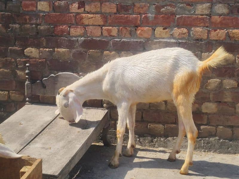 white Goat | donda | cross breed |بکرے | desi Bakra | goat for sale 1