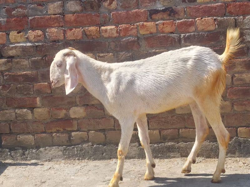 white Goat | donda | cross breed |بکرے | desi Bakra | goat for sale 2