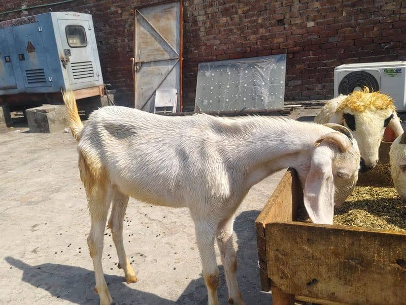 white Goat | donda | cross breed |بکرے | desi Bakra | goat for sale 3