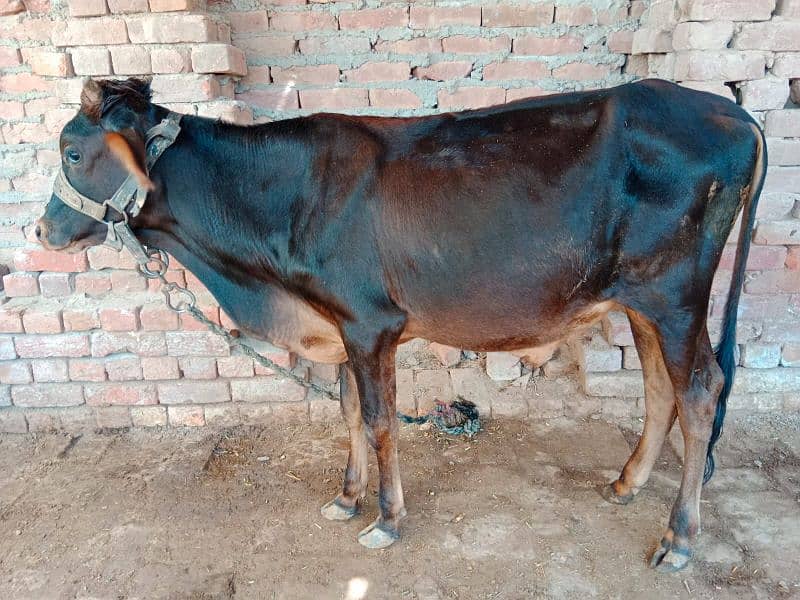 Australian gersi cow all Animals n beautiful bachry for sale 2