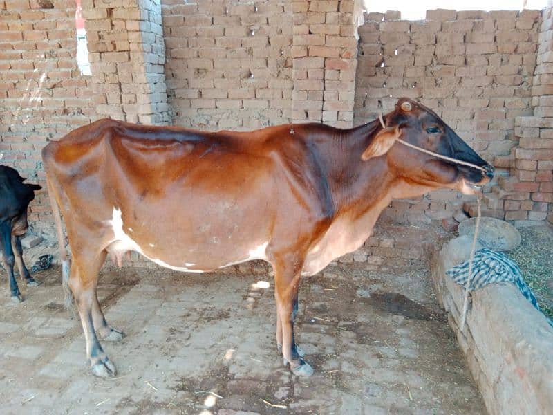 Australian gersi cow all Animals n beautiful bachry for sale 5