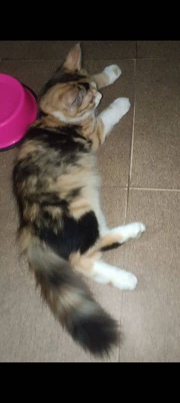 4 Months Old Siberian Female Cat For Sale For Cat Lovers 0