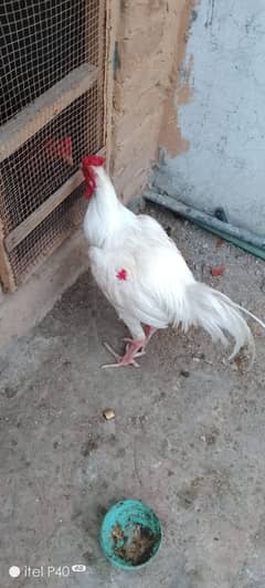 Hera aseel and pokay trat males are available at reason able price 0