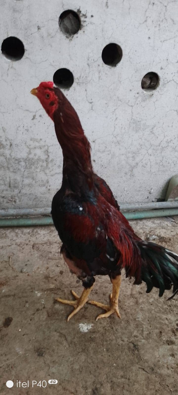 Hera aseel and pokay trat males are available at reason able price 5