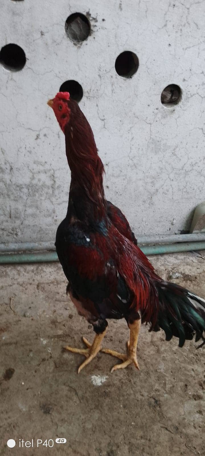 Hera aseel and pokay trat males are available at reason able price 6