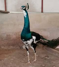 breeder peacock male for sale