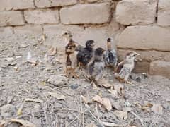 Aseel Chicks For Sale