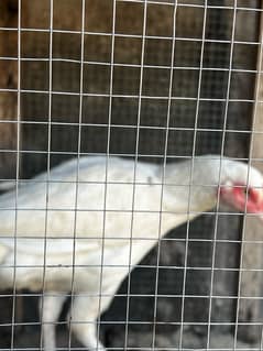 pure white hen urgent sale need money with white eyes