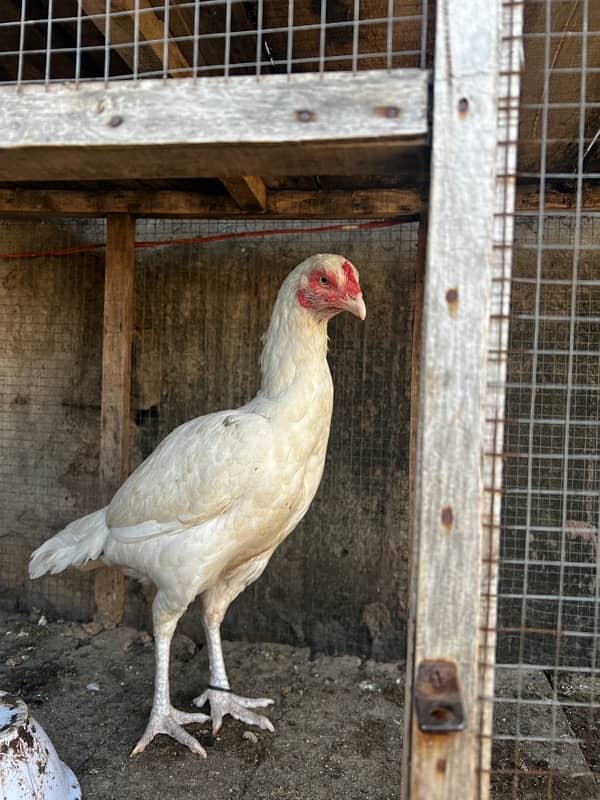 pure white hen urgent sale need money with white eyes 1