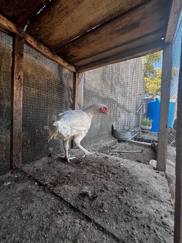 pure white hen urgent sale need money with white eyes 2