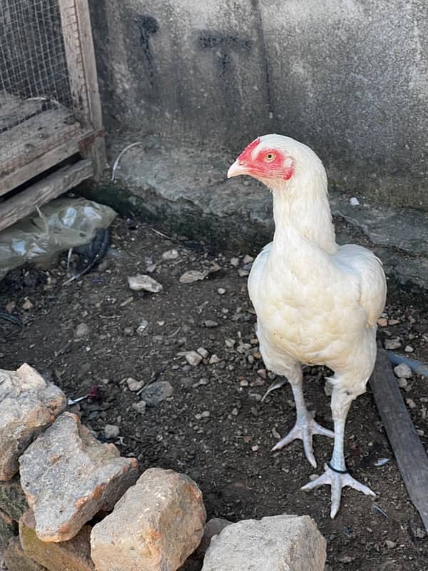 pure white hen urgent sale need money with white eyes 3