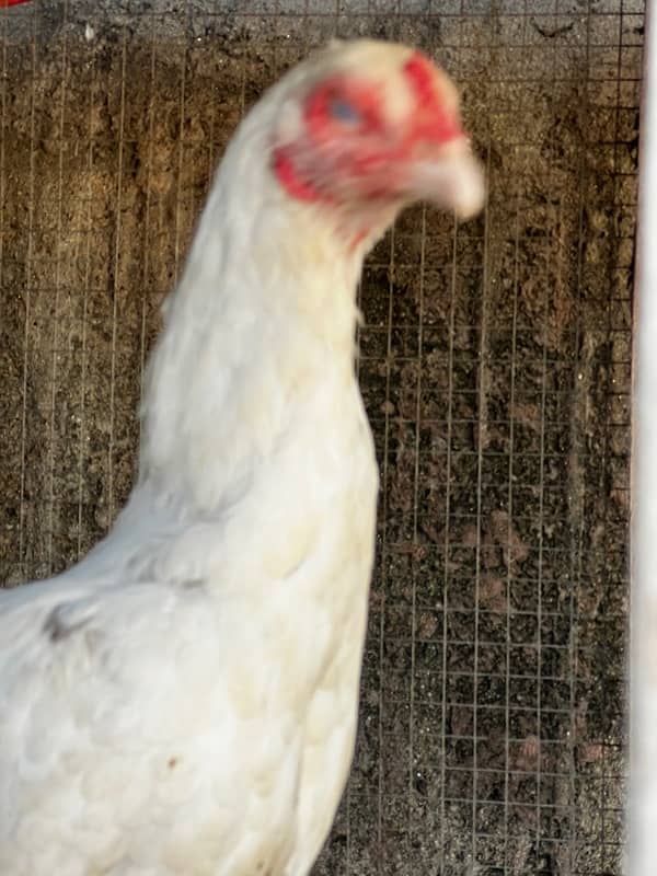 pure white hen urgent sale need money with white eyes 4