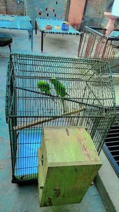 Green Parrot for sale