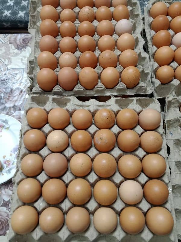 Desi egg fresh 1