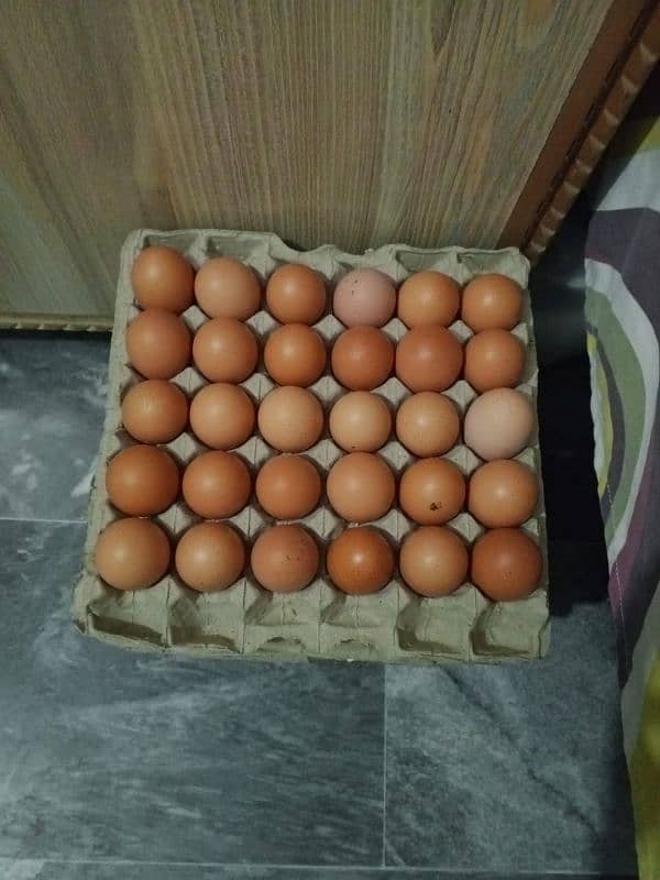 Desi egg fresh 2