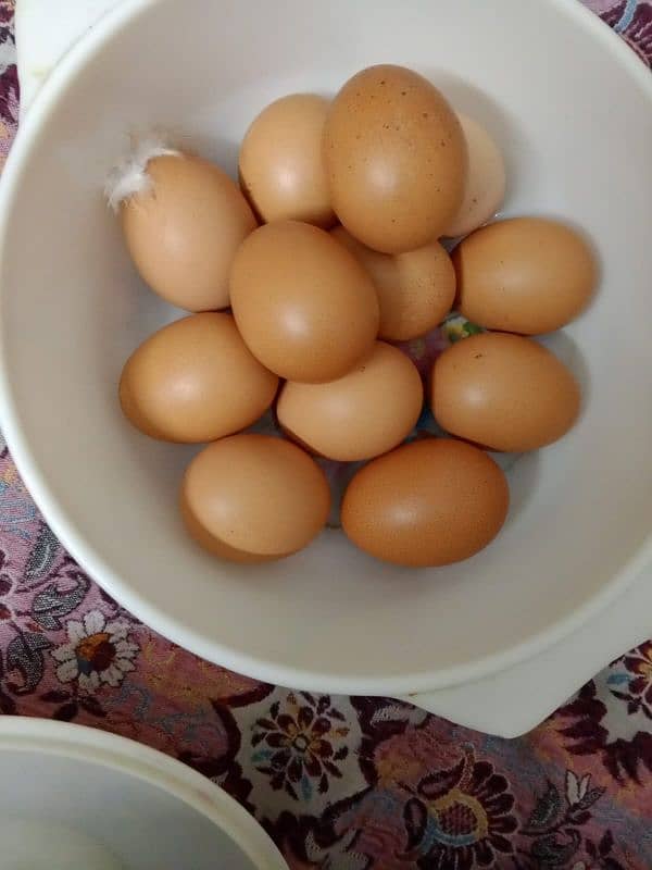 Desi egg fresh 3