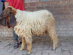 shatraa sheep