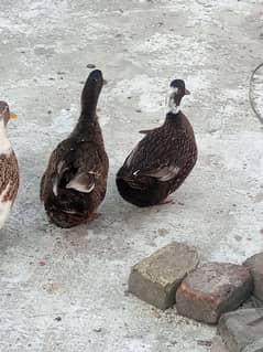 ducks