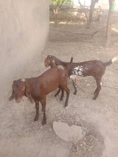 goats pair mix lal puri