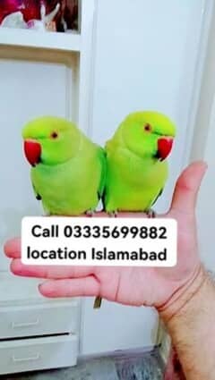 Single 5000 Hand Tamed Friendly Green Ring Neck Parrot's Male/Female