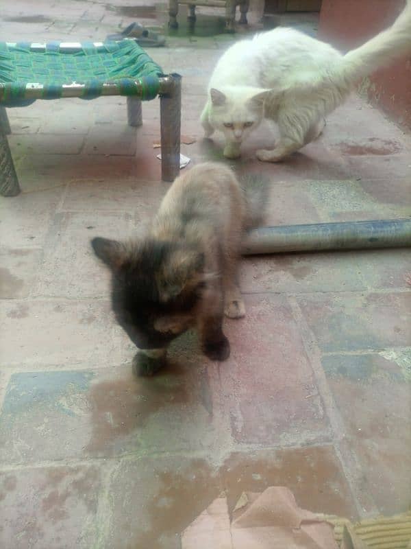 cat 2 female and 1 male 3 hazar each 1