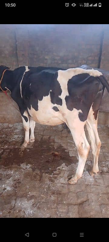 cow for sale 1