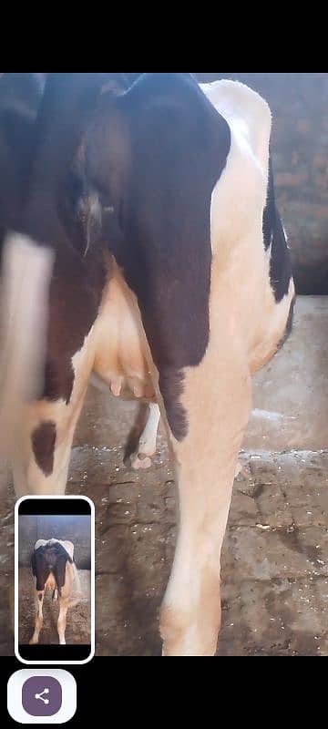 cow for sale 2