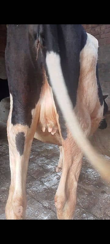 cow for sale 3