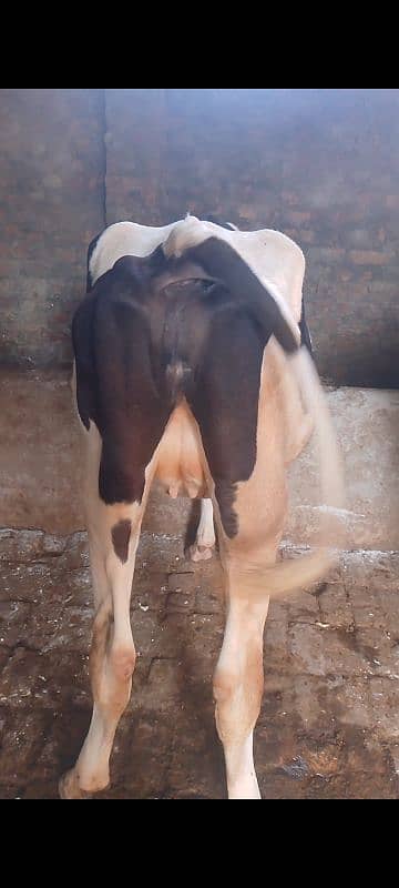 cow for sale 4