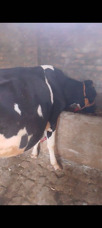 cow for sale 5