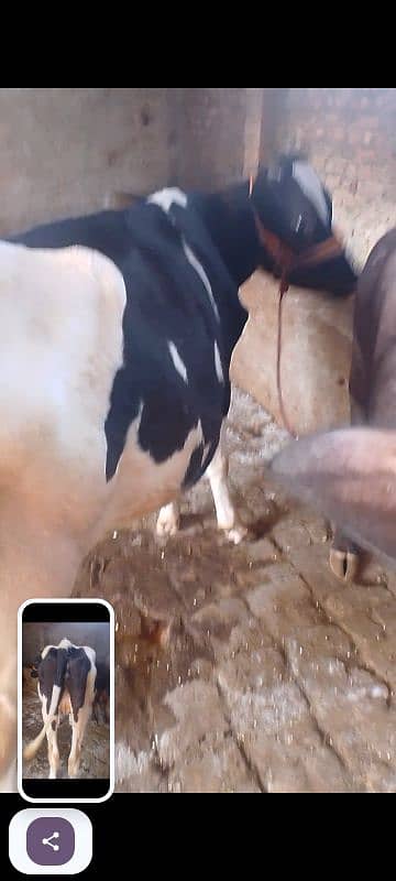 cow for sale 6