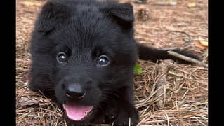 Black German  shepherd