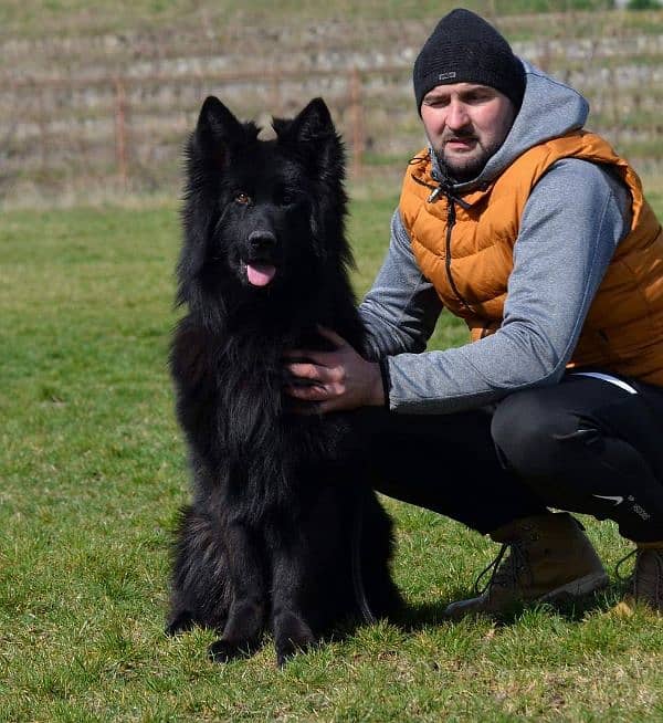 Black German  shepherd 1