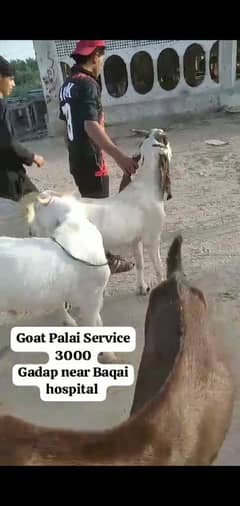 Goat Palai Service Available 0