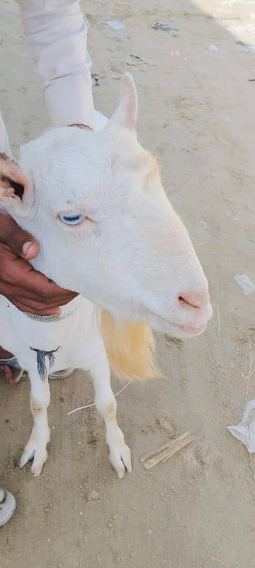 Goat Palai Service Available 1