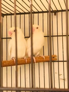 Love birds Breeder pair  >Read add