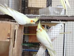 common white cocktail lovebirds for sale 0