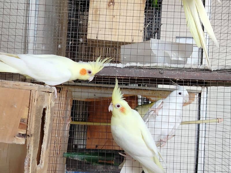 common white cocktail lovebirds for sale 1