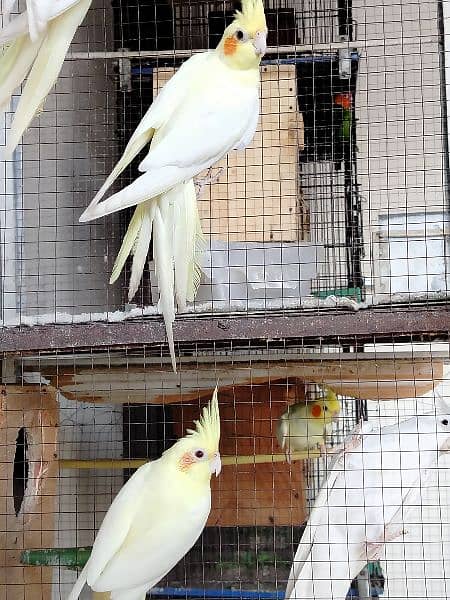 common white cocktail lovebirds for sale 2