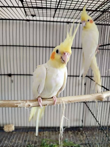 common white cocktail lovebirds for sale 3